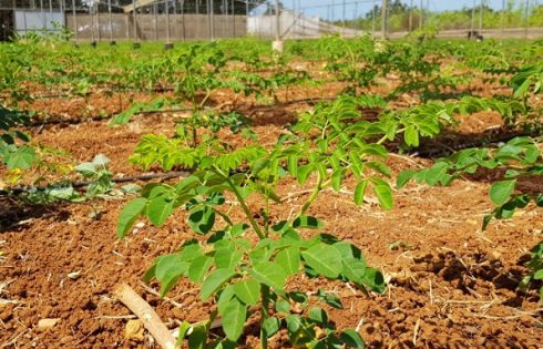 Health Benefits of Moringa