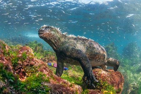 Galapagos Island - the most beautiful islands in the world