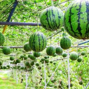 How to Start a Watermelon Farm in Nigeria: Step-by-Step