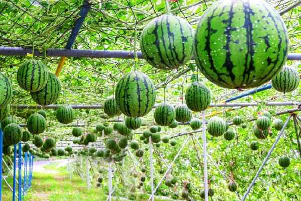 How to Start a Watermelon Farm in Nigeria: Step-by-Step