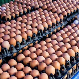 How to Start Egg Supply Business in Nigeria