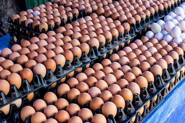 How to Start Egg Supply Business in Nigeria