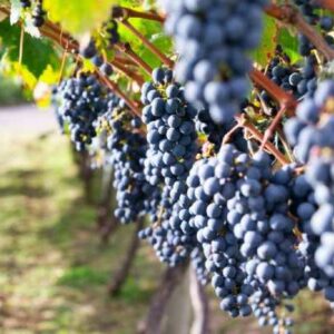 Grape Planting: How To Start Grape Farming Business