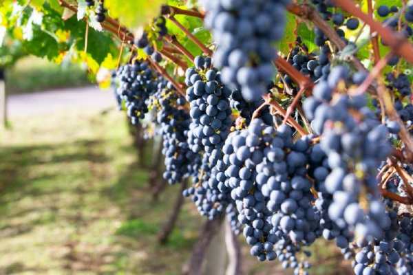 Grape Planting: How To Start Grape Farming Business