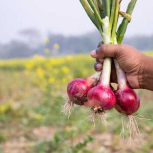 How To Start An Onion Farming Business (Step-by-Step)