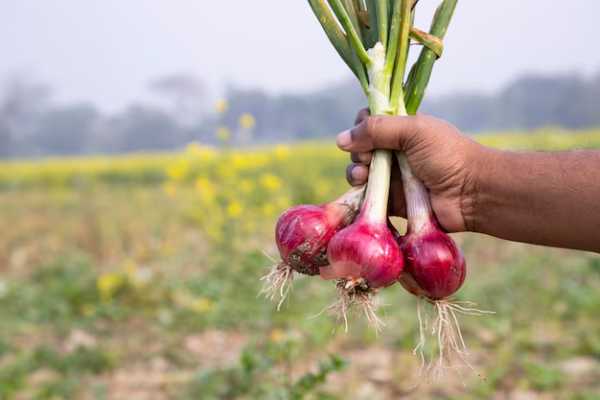 How To Start An Onion Farming Business (Step-by-Step)