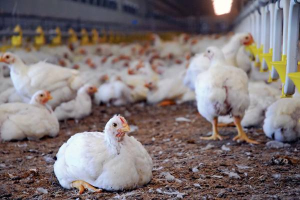 How To Start A Poultry Farm Business in Nigeria (Step-by-Step)