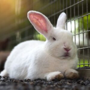 How To Start a Profitable Rabbit Farming Business (Step-by-Step)