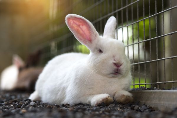 How To Start a Profitable Rabbit Farming Business (Step-by-Step)